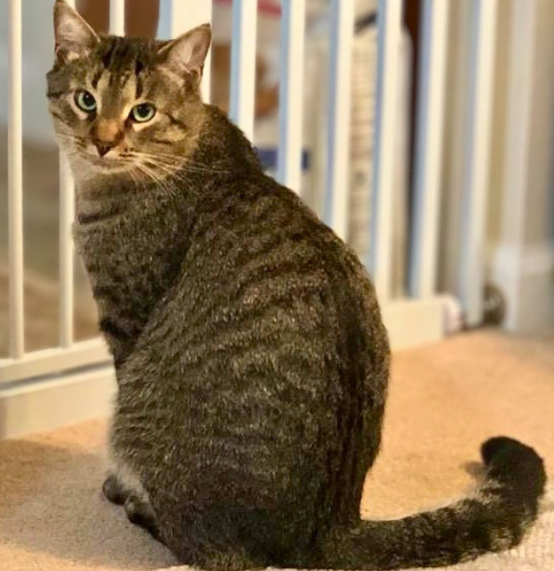 Simba