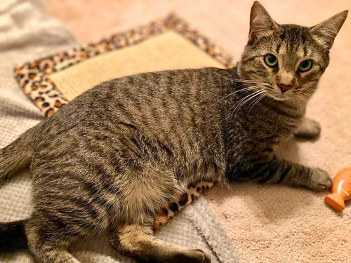 Photo 4 of Simba