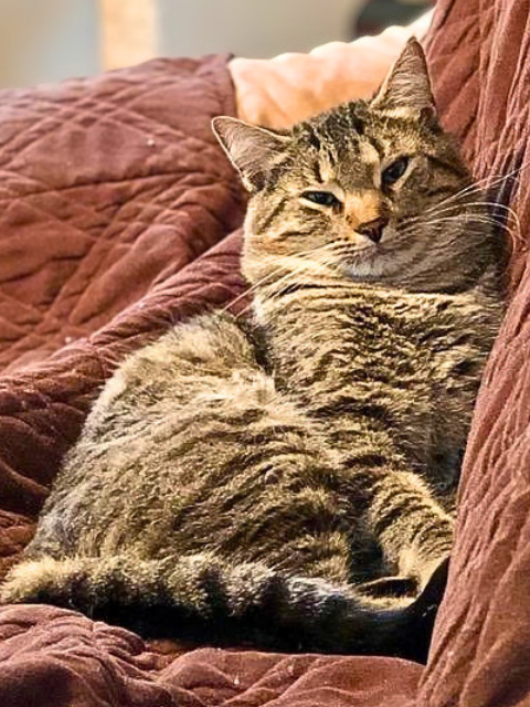 Photo 5 of Simba