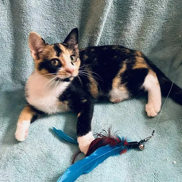 Cheri - Domestic Short Hair