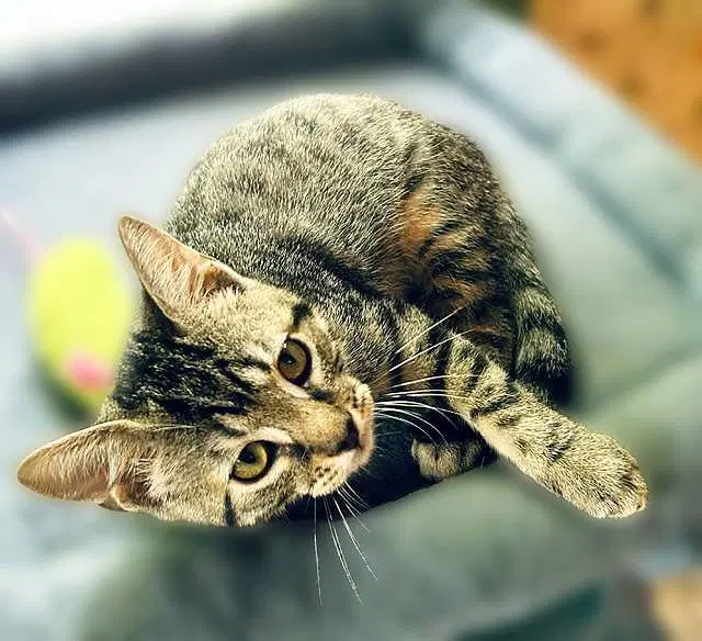 Remi - Domestic Short Hair