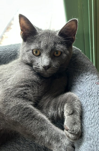 Riff, cat — photo 1 of 2