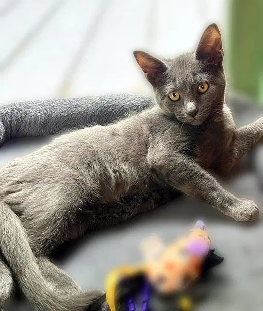 Riff - Domestic Short Hair