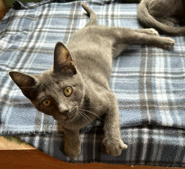 Raz, cat — photo 1 of 2