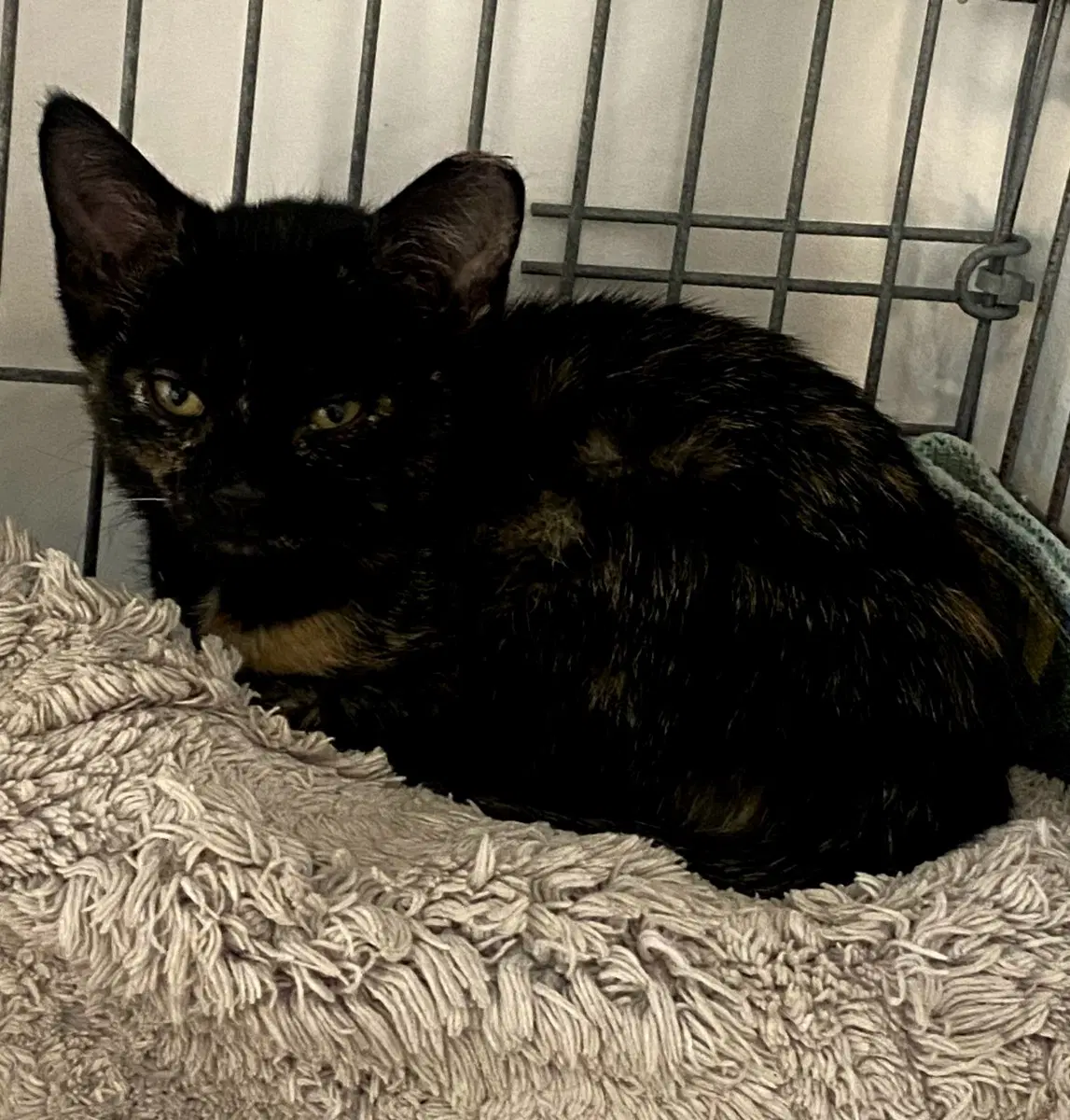 Harlow - Domestic Short Hair
