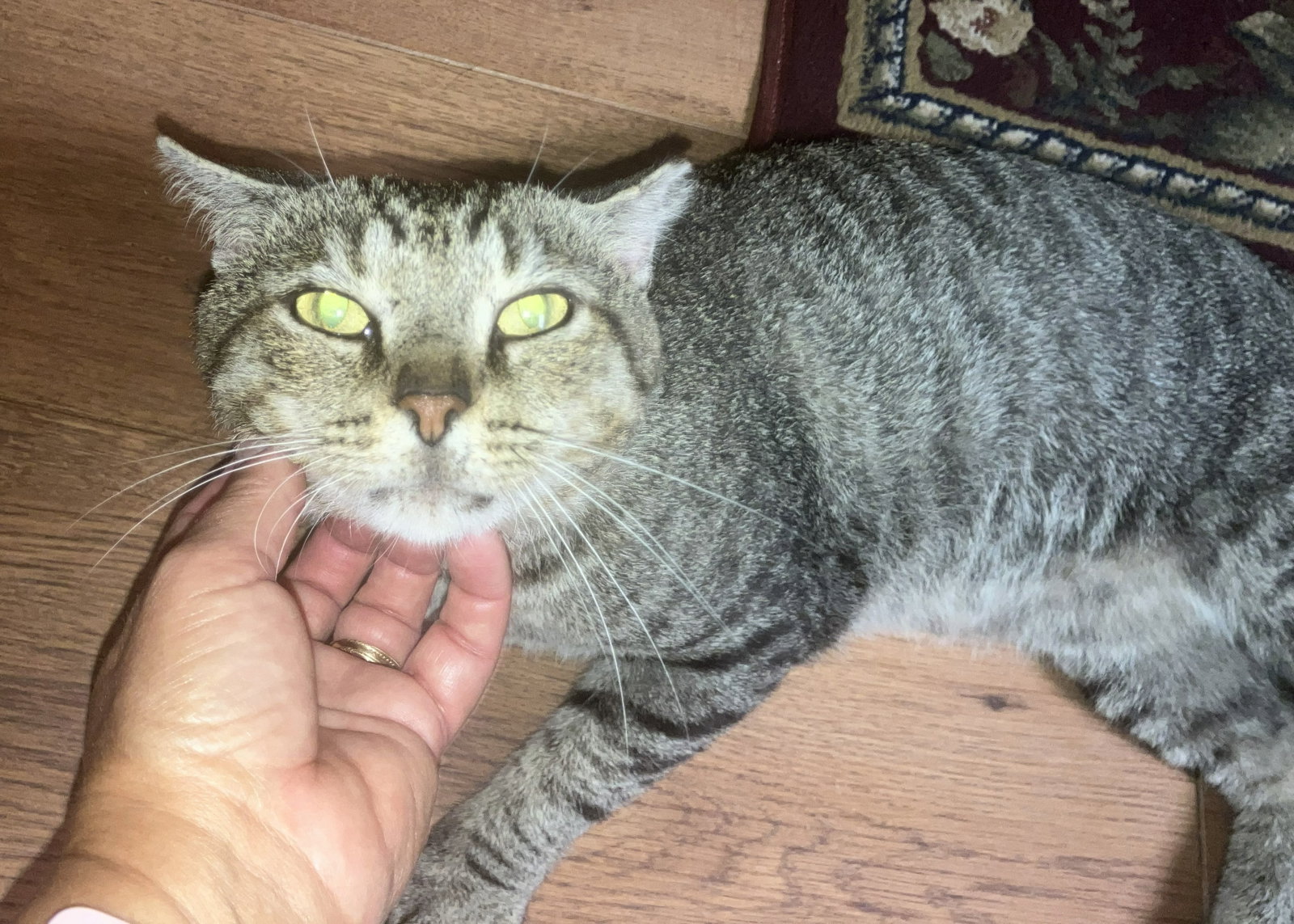 Vinnie, cat — photo 1 of 4