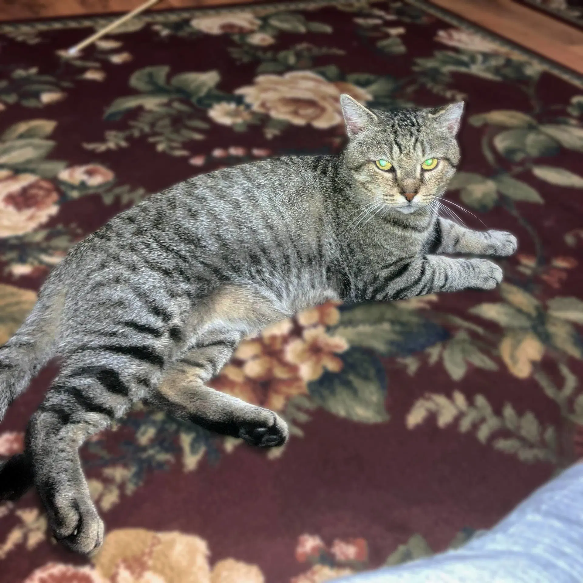 Vinnie - Domestic Short Hair