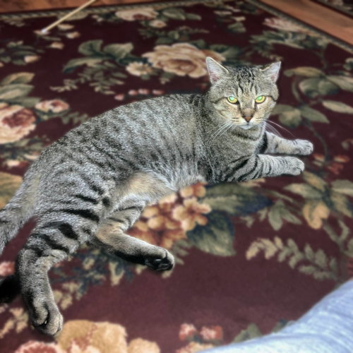 Vinnie, a cat for adoption from Loving Care Cat Rescue