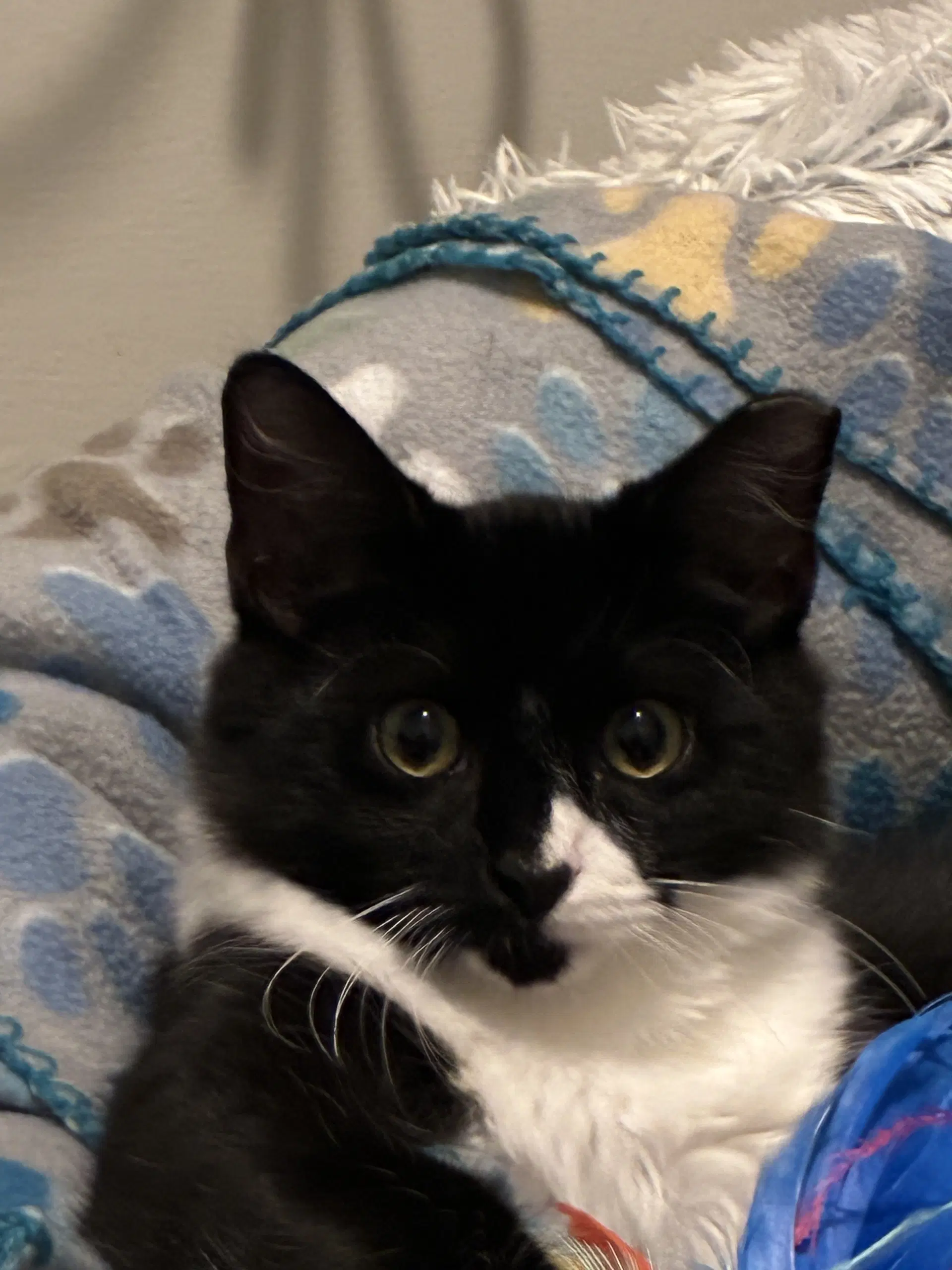 Elton - Domestic Short Hair