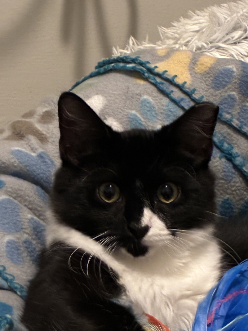 Elton, a male kitten up for adoption