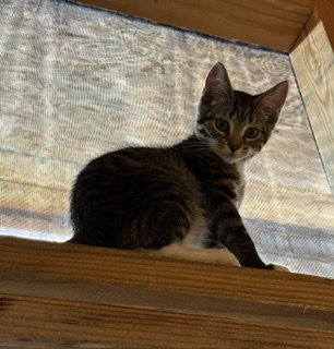 Spider Monkey, cat — photo 1 of 1