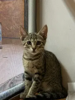 Hangtime - Domestic Short Hair