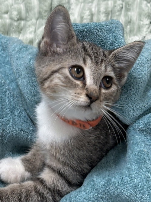 Bobbie, a cat for adoption from Loving Care Cat Rescue