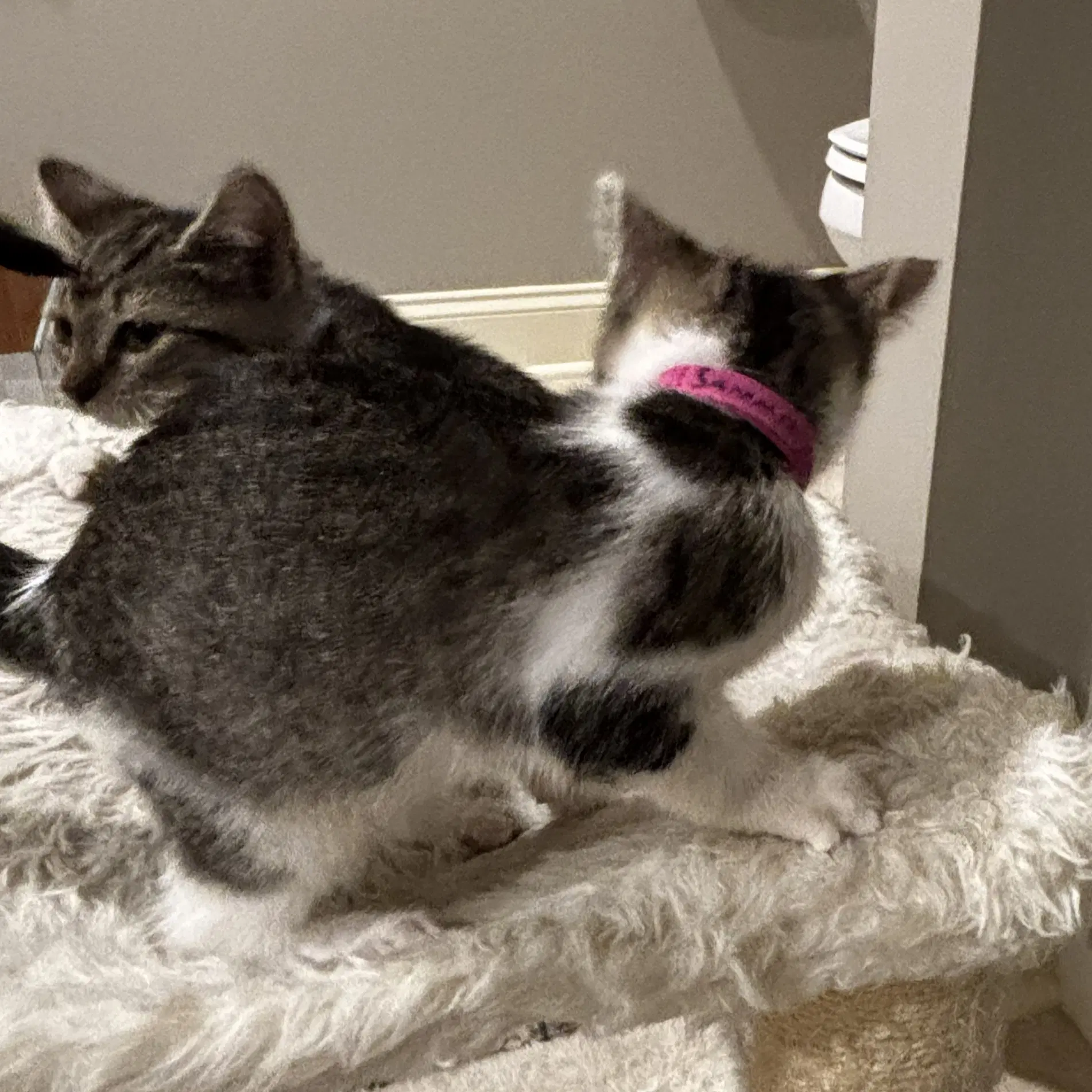 Sammie - Domestic Short Hair