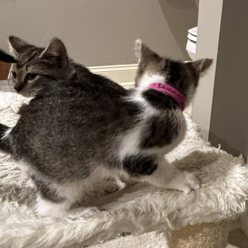 Sammie, a cat for adoption from Loving Care Cat Rescue