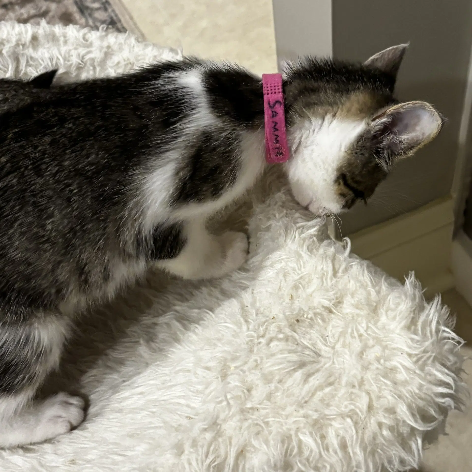 Sammie image 3