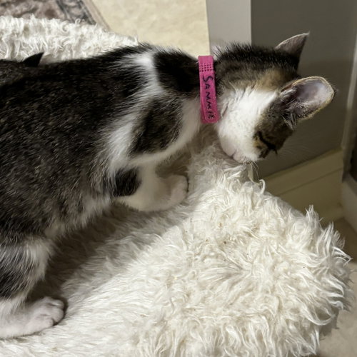 Photo 3 of Sammie
