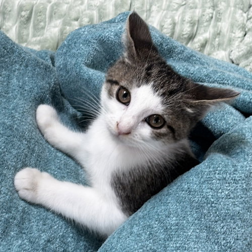 Leslie, a cat for adoption from Loving Care Cat Rescue