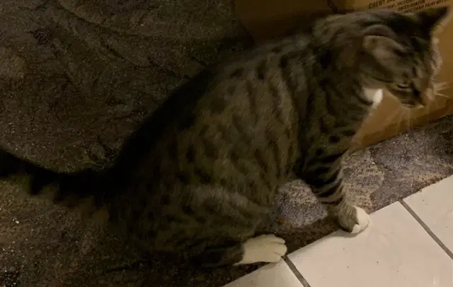 Alastair - Domestic Short Hair