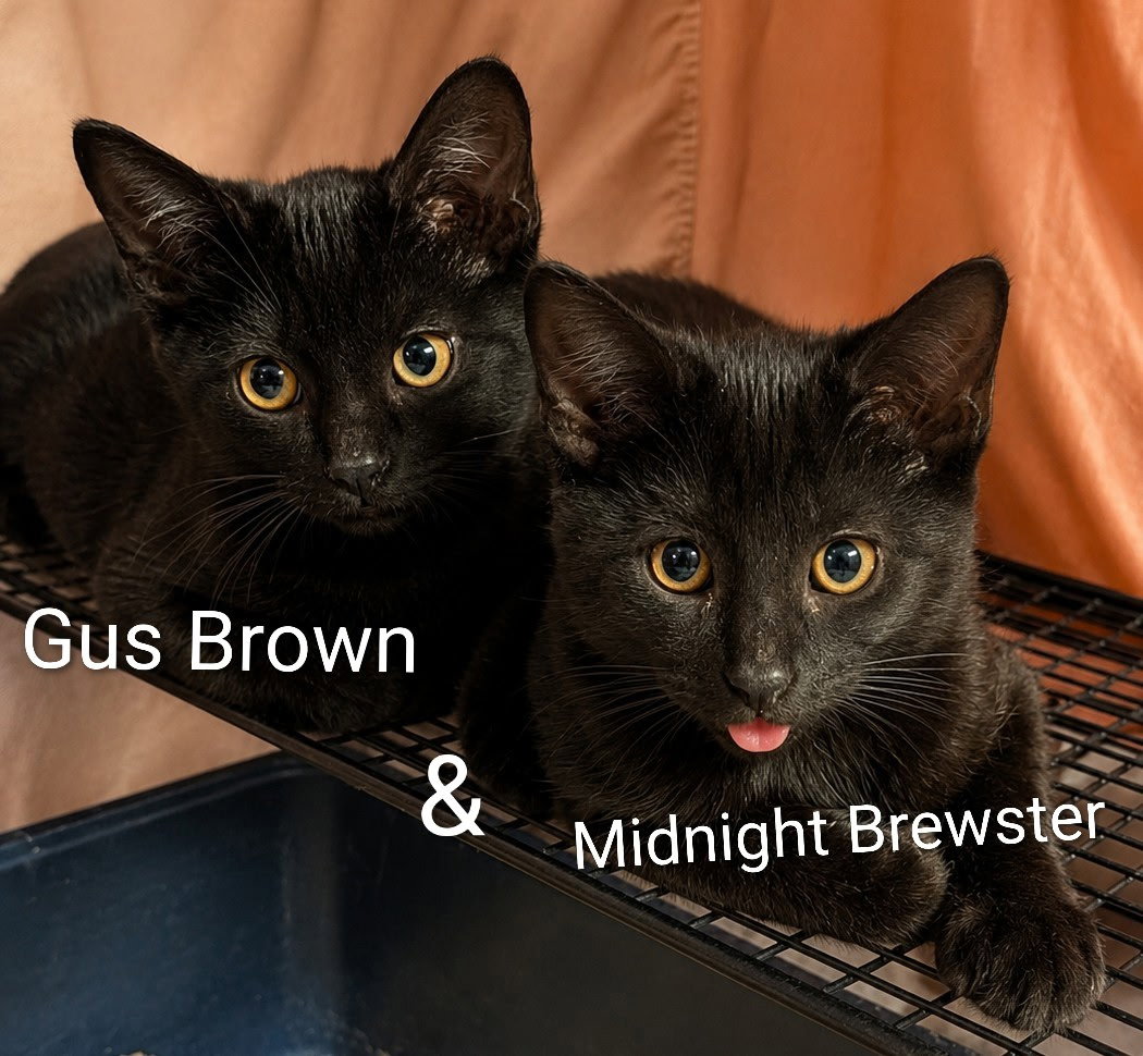 Midnight Brewster (bonded with Gus Brown), cat — photo 1 of 2