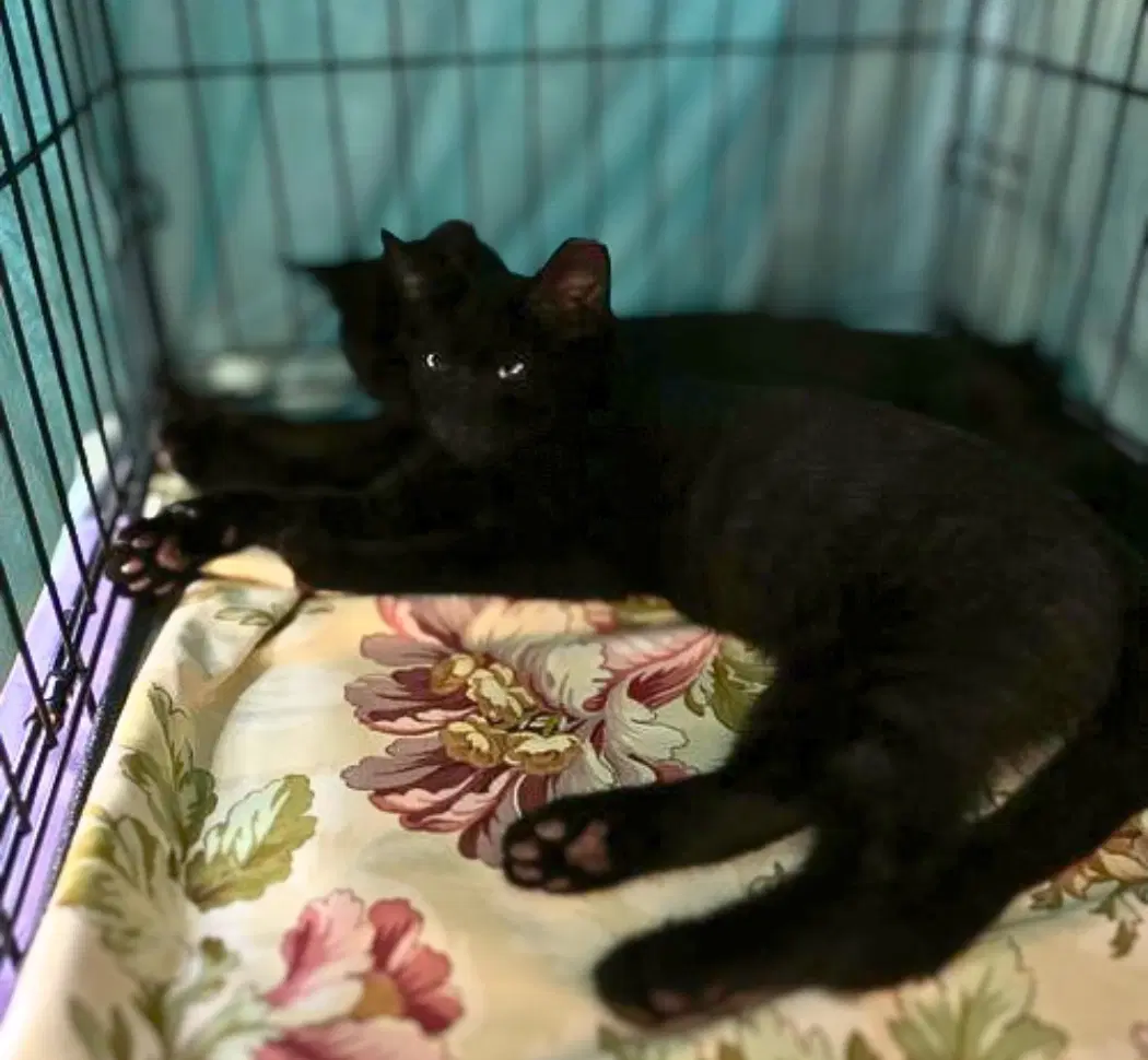 Midnight Brewster Bonded With Gus Brown image 2