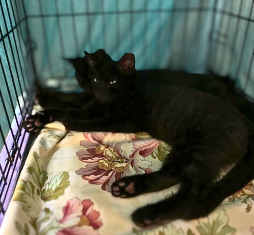 Photo 2 of Midnight Brewster (bonded with Gus Brown)