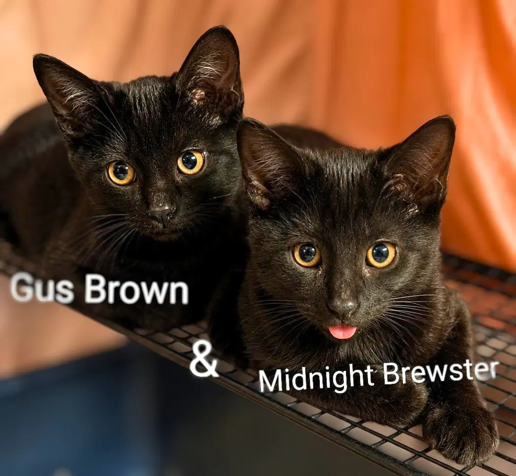 Gus Brown Bonded With Midnight Brewster - Domestic Short Hair
