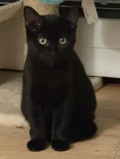 Jack - Domestic Short Hair