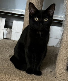 Photo 2 of Jack