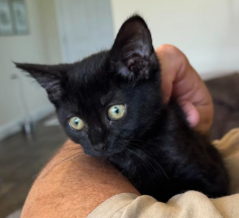 Jill, a cat for adoption from Loving Care Cat Rescue
