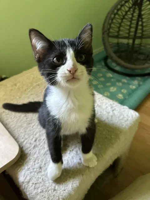 Roo - Domestic Short Hair
