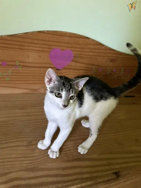 Merlin - Domestic Short Hair