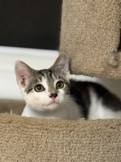 Photo 2 of Merlin