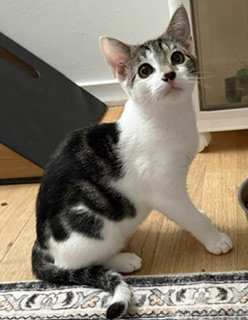 Merlin, photo 3