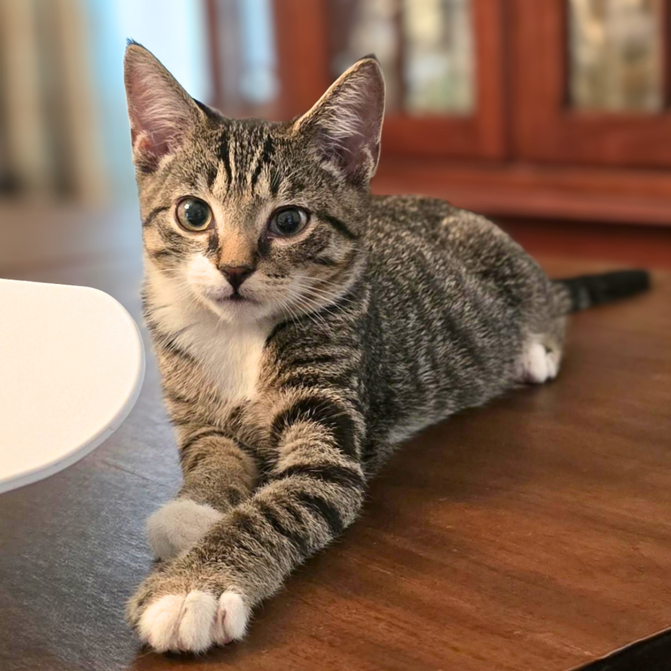 Cubbie, Domestic Short Hair