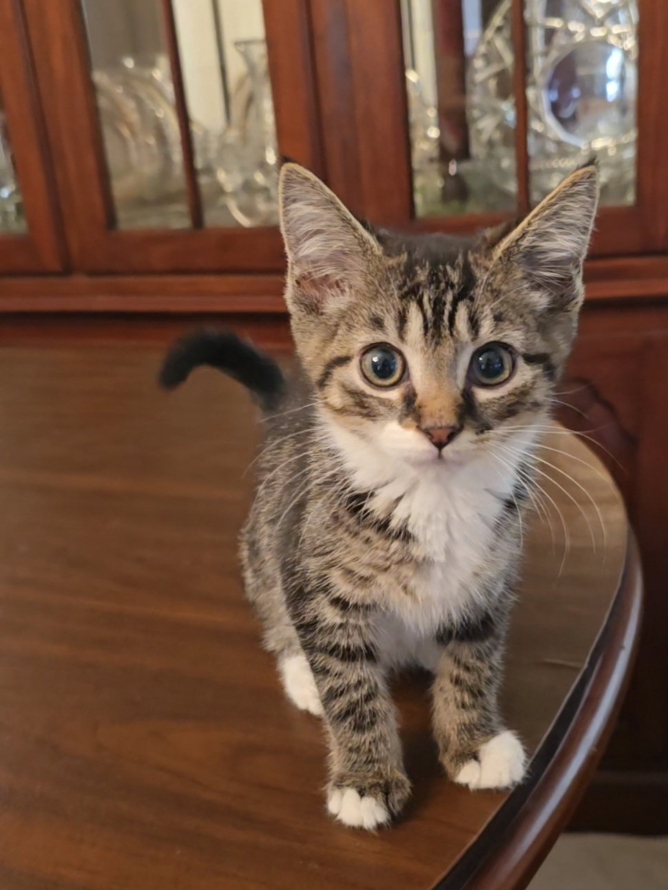 Ollie, cat — photo 1 of 3