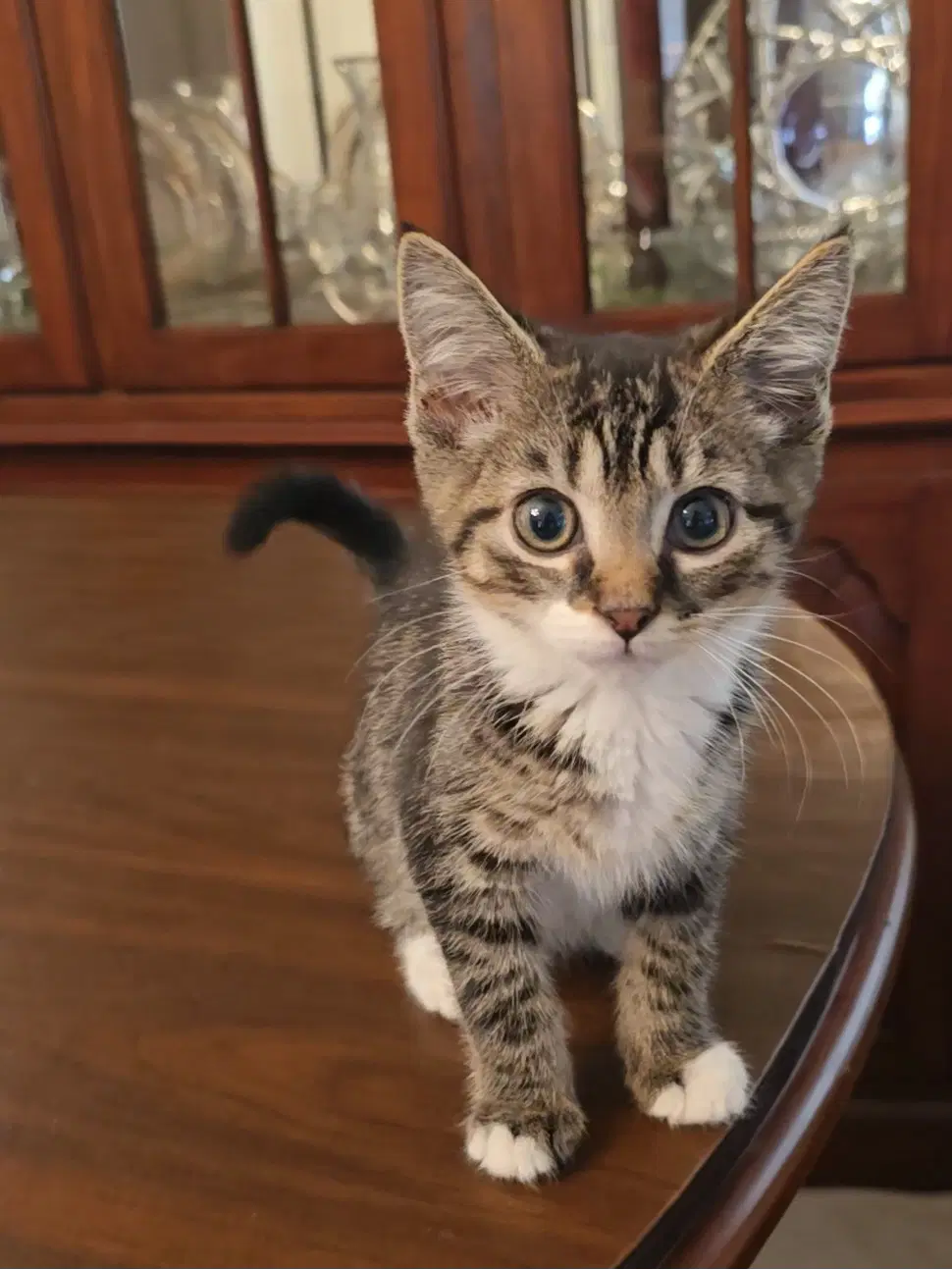 Ollie - Domestic Short Hair