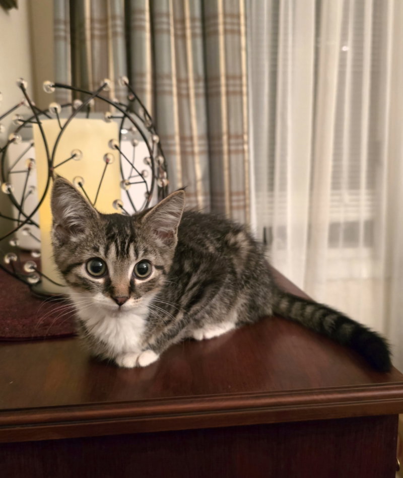 Ollie, photo 2