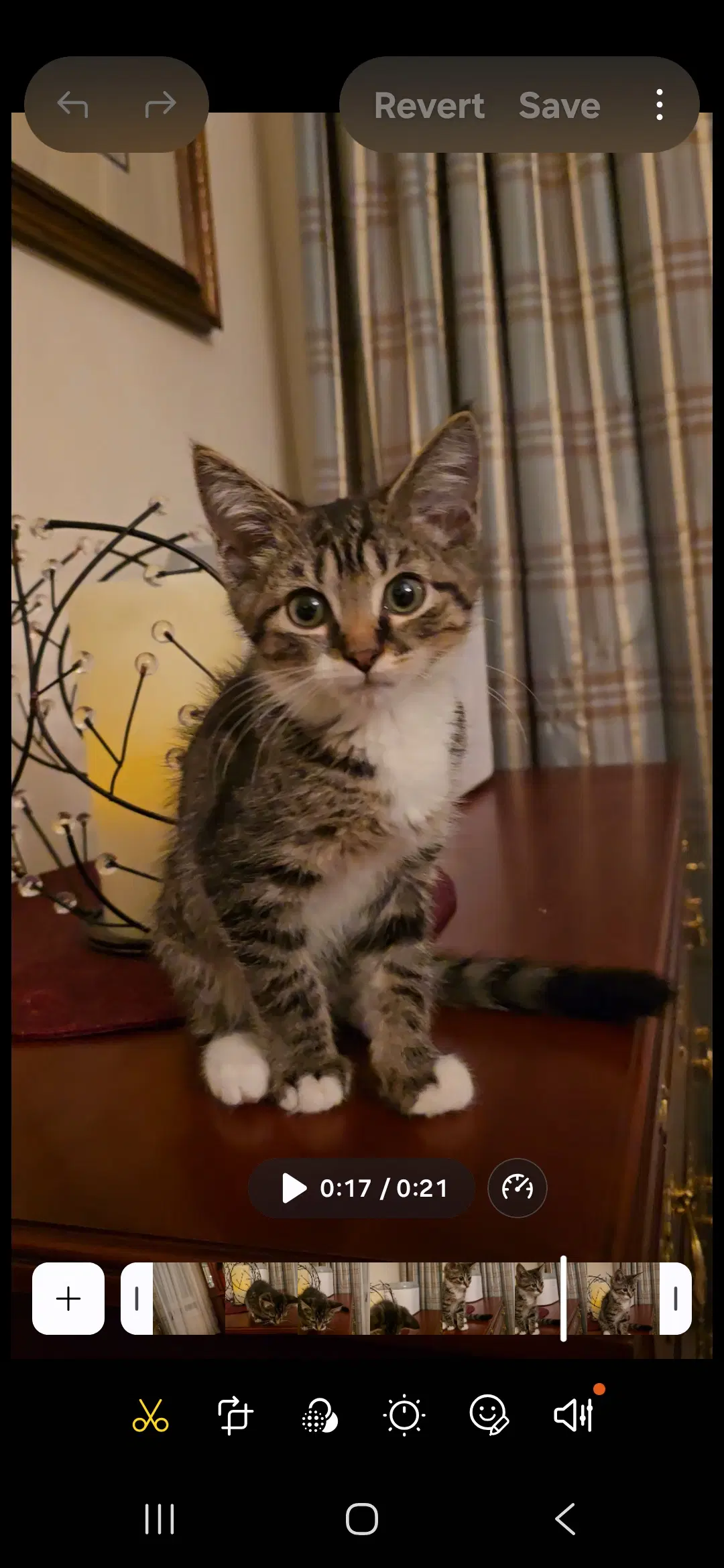 Ollie image 3