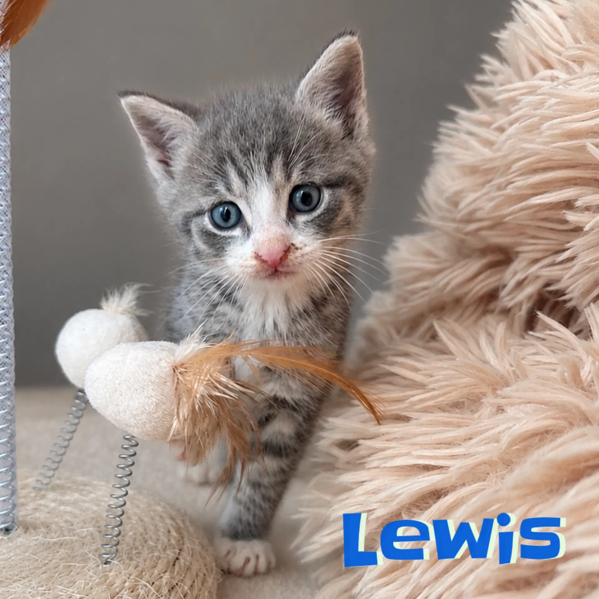Lewis Bonded With Clark - Domestic Short Hair