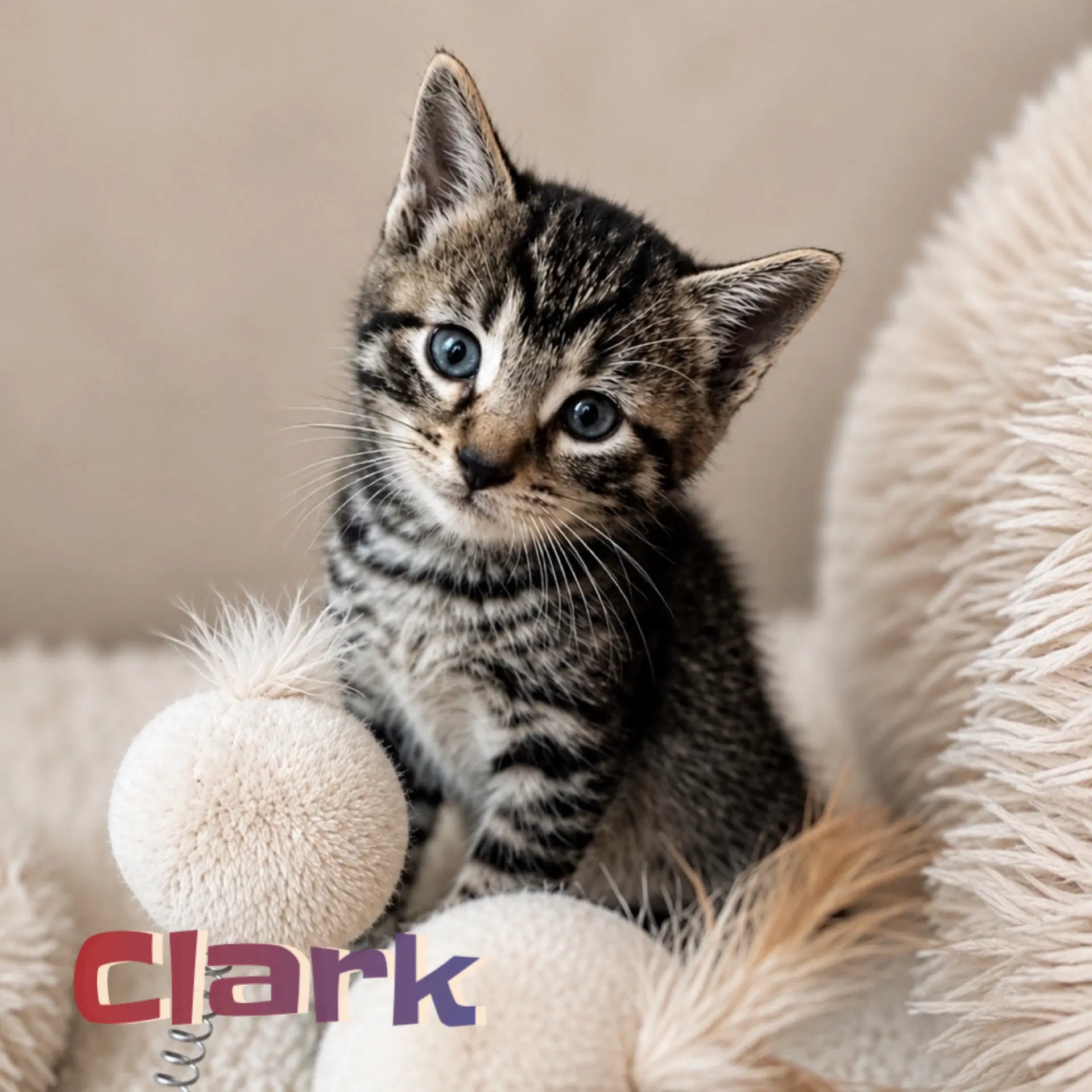 Clark Bonded With Lewis - Domestic Short Hair