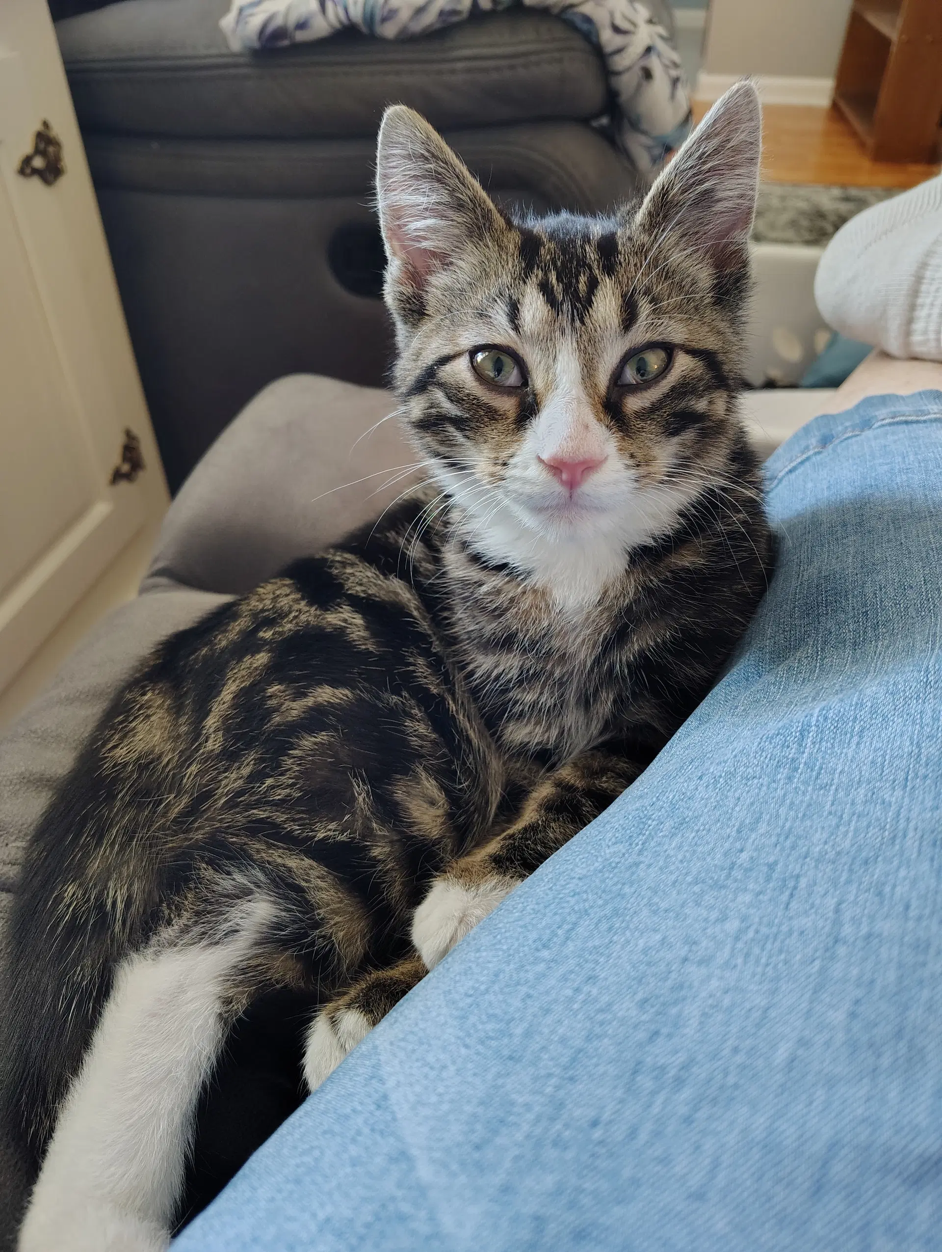 Computah - Domestic Short Hair