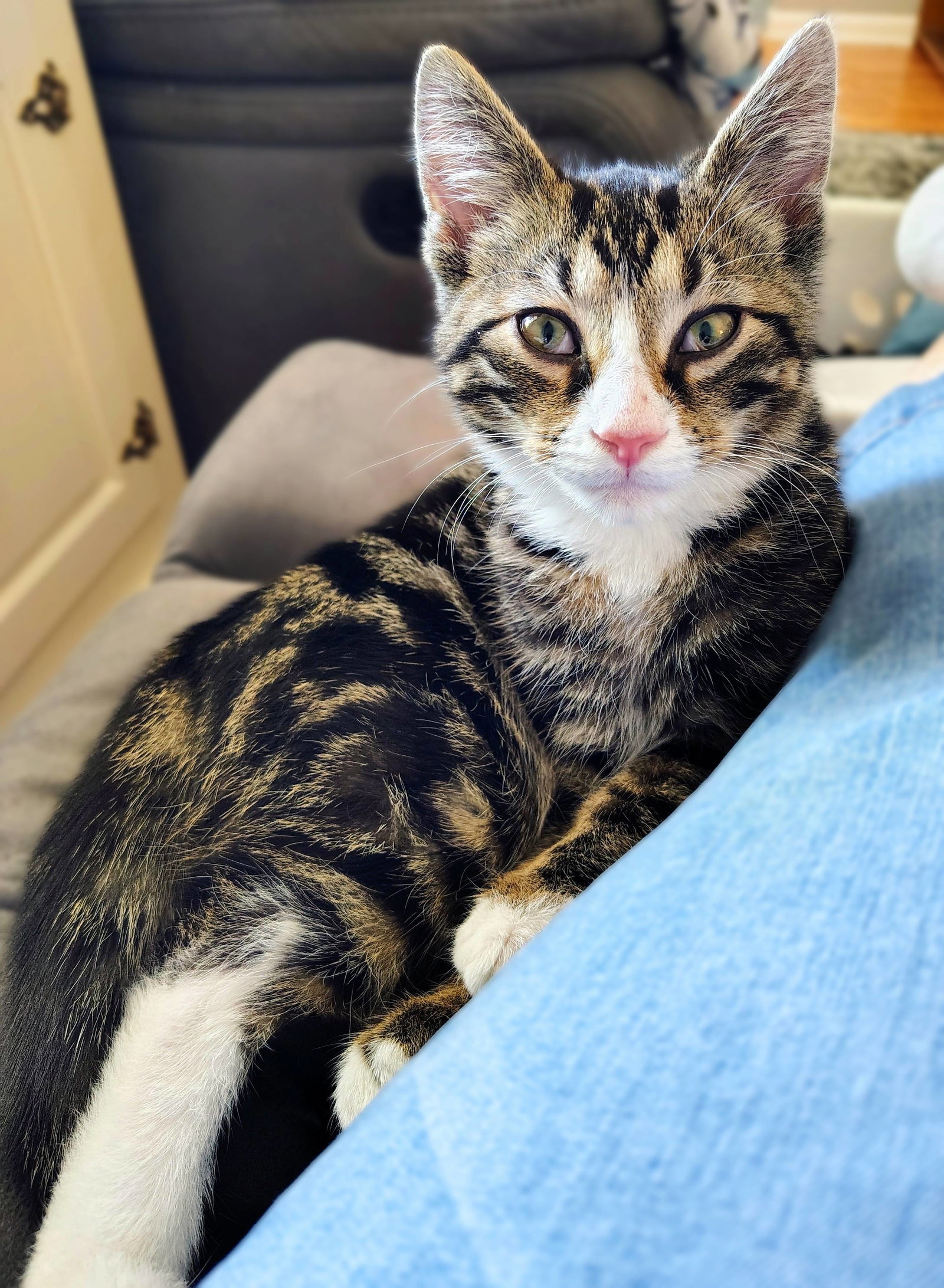 Computah, Domestic Short Hair