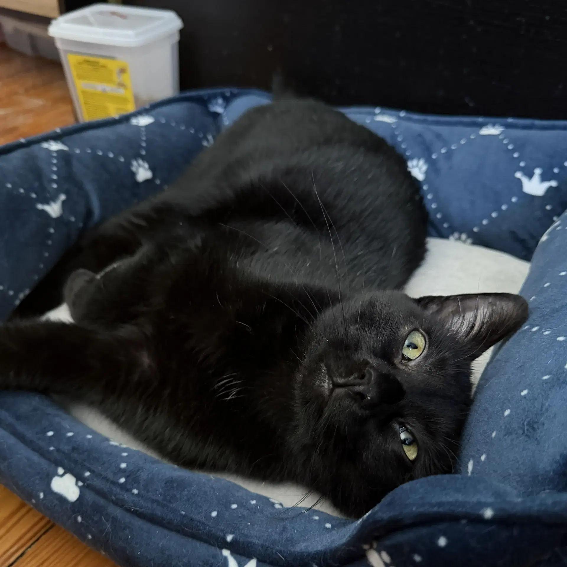 Catticus Sleek And Sweet Gentleman - Domestic Short Hair