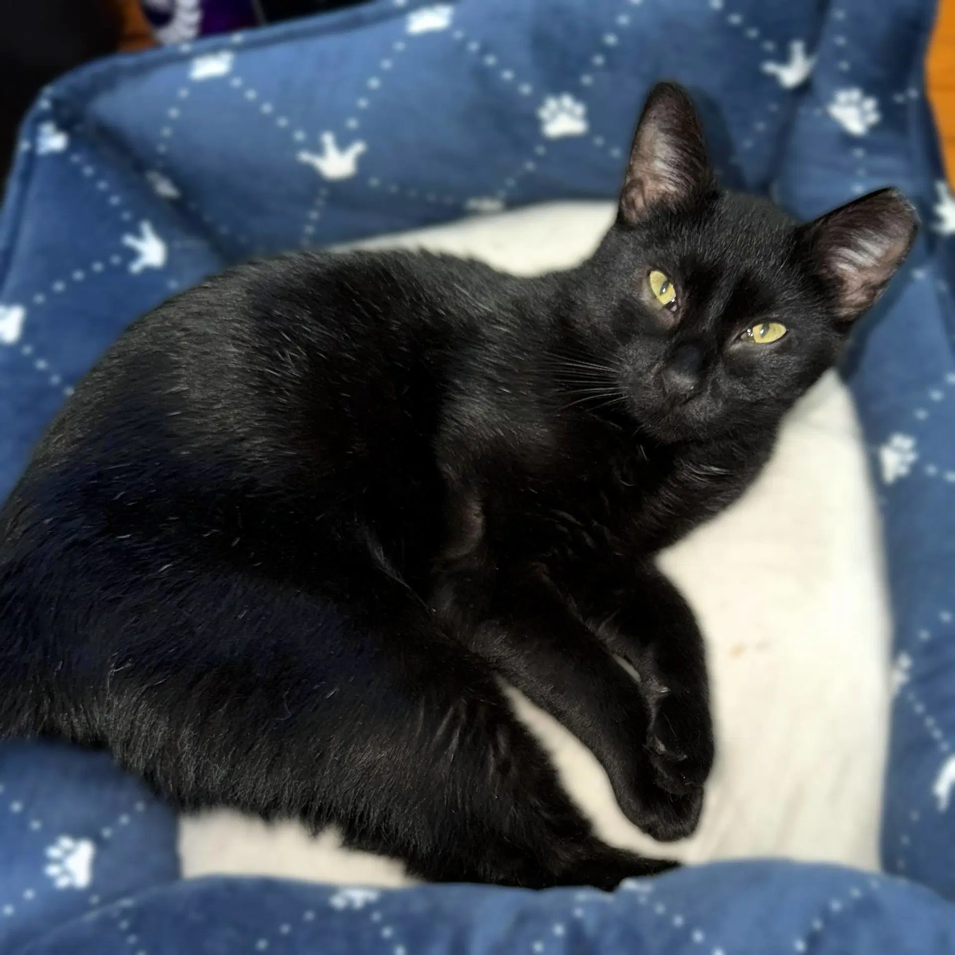 Catticus Sleek And Sweet Gentleman - Domestic Short Hair