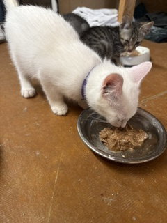 Dallas, Domestic Short Hair
