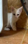 Louis, a cat for adoption from Loving Care Cat Rescue