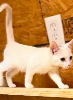 Louis image 2
