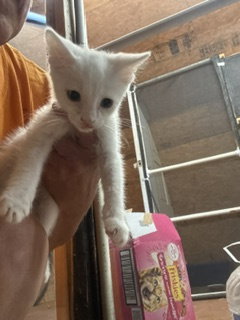 Phoenix, a cat for adoption from Loving Care Cat Rescue
