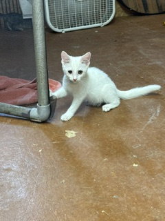Vanna, Domestic Short Hair
